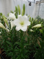 [4112 Global Justice Mak No01.JPG]